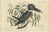 Title: Der Eisvogel - Hand-Colored Engraving of the Kingfisher by Johann Michael Seligmann, 18th Century This charming...