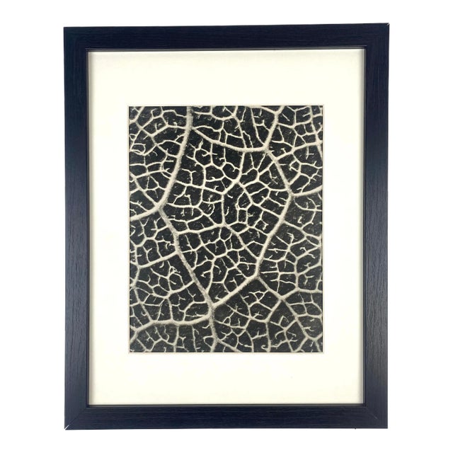 Framed Vintage Botanical Blossfeldt Print - No. 116 For Sale