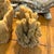 2010s Pair of Incredible Natural Sea Sponge Specimens For Sale - Image 5 of 7