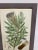 Antique Botanical Johan Weinmann "Conifers IV" Original Woodcut on Paper, Framed For Sale - Image 11 of 12