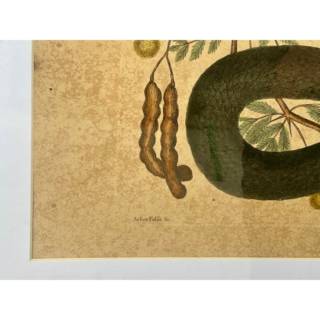 18th Century Framed Engravings by Mark Catesby, Set of Nine Natural History Art For Sale In Tampa - Image 6 of 17