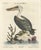 After Edwards, American Pelican, 1770, Print For Sale - Image 5 of 6