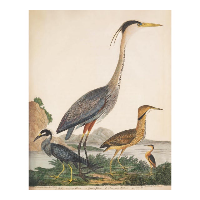 Vintage 19th Century Bird Print, Great Heron and Seabirds – 32" X 40" For Sale