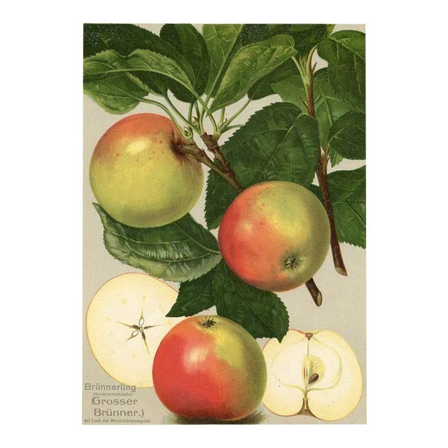 German Apple Print, 1908 Litjhograph For Sale