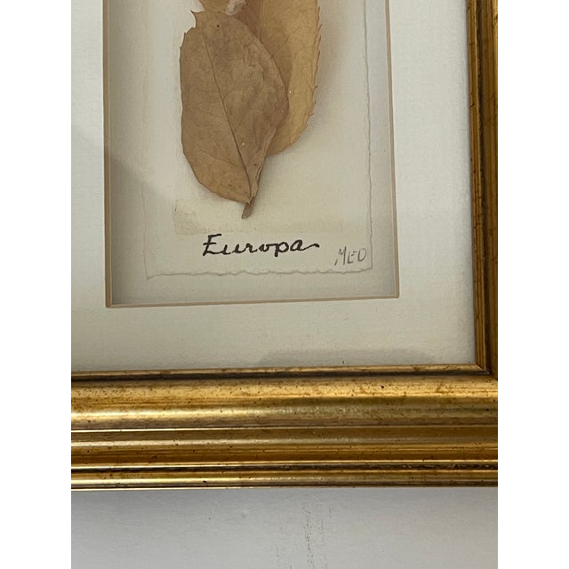 1970s Pair of Lovely Vintage Herbarium Roses, Framed For Sale In Miami - Image 6 of 6