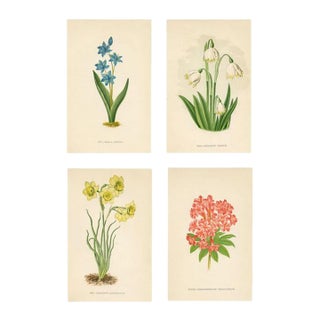 1890s, Rhododendron Botanical Print, Flora of the Alps, Set of 4, Antique Botanical Prints, Lithographs, England For Sale