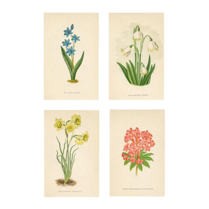 1890s, Rhododendron Botanical Print, Flora of the Alps, Set of 4, Antique Botanical Prints, Lithographs, England