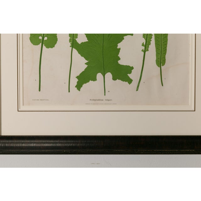 Victorian Set of Four 19th Century English Victorian Nature Printed Ferns in Black Frames For Sale - Image 3 of 12
