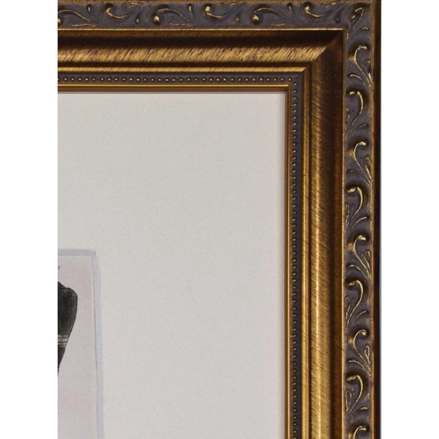 19th Century Antique Hand-Colored Shell Engraving by Goldsmith For Sale - Image 4 of 5