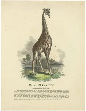 Giraffe, 1840, Paper