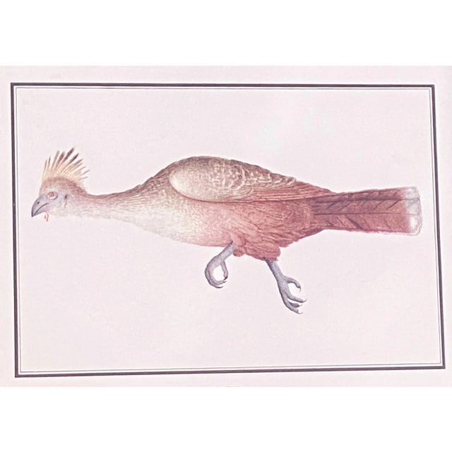 Superb Print Labeled Jacamim- de-costas-cinzentas (Viagen Filosofica) this fascinating print from the 19th century was...