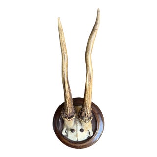 Roe Deer Trophy 190 Black Forest Antlers For Sale