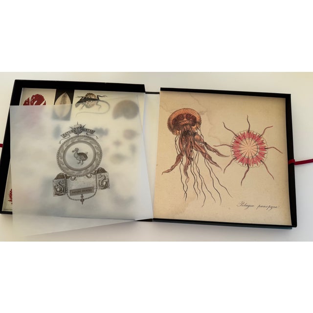 Printmaking Materials 1970s Natural Curiosities Collector's Album of 14 Artistic Prints For Sale - Image 7 of 17