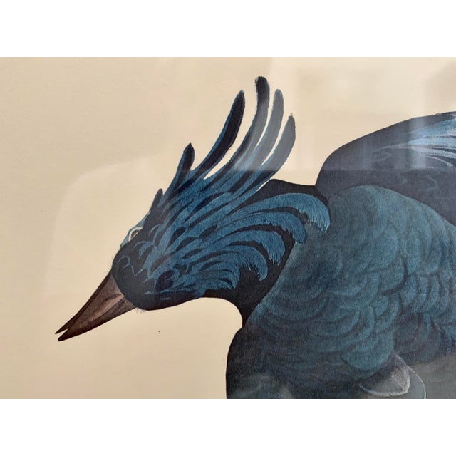 Vintage Audubon Columbia Jay Lithograph in Gold Leaf Frame / Double Elephant Folio For Sale - Image 9 of 12