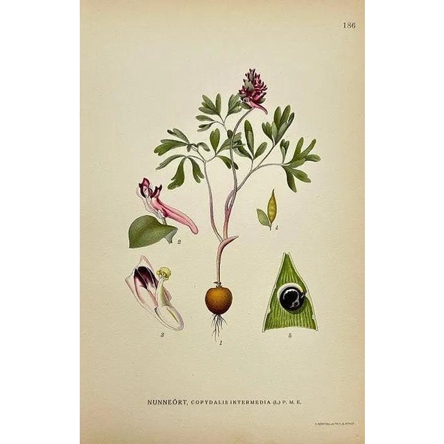 Early 19th Century James Sowerby Botanical Prints – Yellow Sedge and Pale Sedge, Set of 10 For Sale - Image 10 of 11