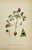 Early 19th Century James Sowerby Botanical Prints – Yellow Sedge and Pale Sedge, Set of 10 For Sale - Image 10 of 11