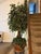 Art Deco Custom Made Artificial Ficus Benjamin Tree For Sale - Image 3 of 12