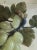 This is a realistically carved jade bunch of grapes with darker jade carved leaves. The stem network is wire wrapped with...