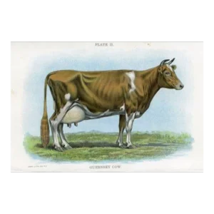 1913, Guernsey Cow Print, Original Antique Cow Print, Lithograph, United States
