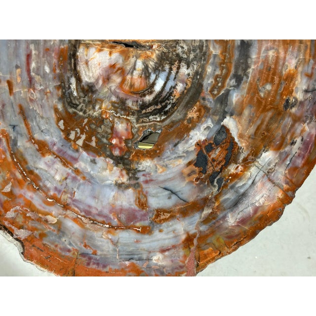 15th Century & Earlier Arizona Petrified Wood Slab Table on Brass and Stainless Base For Sale - Image 5 of 12