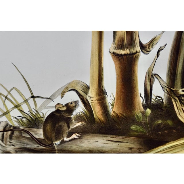 Printmaking Materials Audubon "Little Harvest Mouse": A Framed Original Audubon Hand-Colored Folio Lithograph, 1845 For Sale - Image 7 of 8