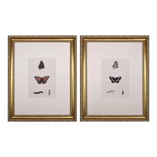 19th Century Antique Morris Butterfly Prints Hand Colored Lithographs- a Pair 1853 For Sale