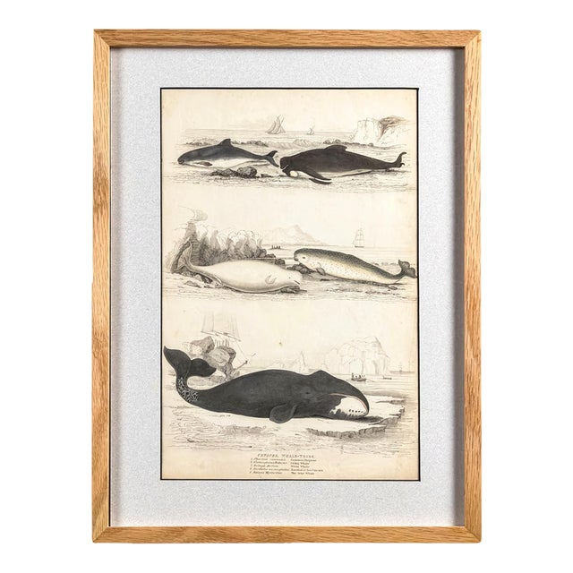 1835 Narwhal & Whales Engraving | Original Hand-Colored Antique Nautical Print, Framed For Sale