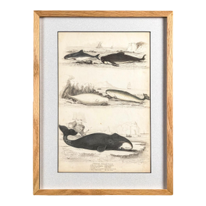 1835 Narwhal & Whales Engraving | Original Hand-Colored Antique Nautical Print, Framed