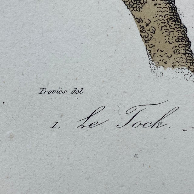18th Century French Antique 18th Century "Le Tock" Bird Engraving Hand Colored Signed Artwork For Sale - Image 5 of 7