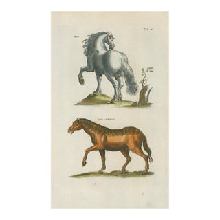 Antique Natural History Hand-Colored Engraving – Horses, Tab. III-1750's For Sale