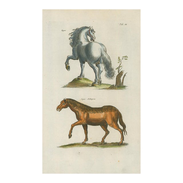 Antique Natural History Hand-Colored Engraving – Horses, Tab. III-1750's For Sale