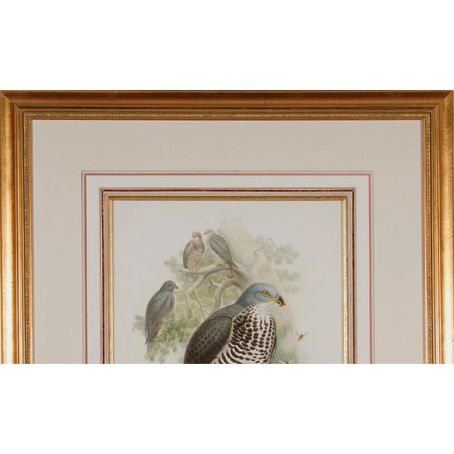Honey Buzzard Bird: A Framed Original 19th C. Hand-Colored Lithograph by Gould, 1862-1873 For Sale In San Francisco - Image 6 of 6