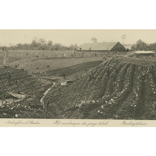 Sumatra Tobacco Cultivation and Drying Barns, 1890s, Paper, Set of 2 For Sale - Image 5 of 10