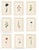 Atelier Aria Lumae Magdalena Rosina Funck Style Botanical Miniature Passe Partout Prints Complete 30 Piece Set A4 For Sale - Image 14 of 18