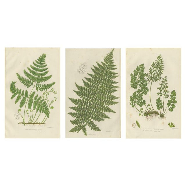 Anne Pratt, British Ferns, 1873, Paper, Set of 3 For Sale - Image 9 of 9