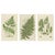 Anne Pratt, British Ferns, 1873, Paper, Set of 3 For Sale - Image 9 of 9