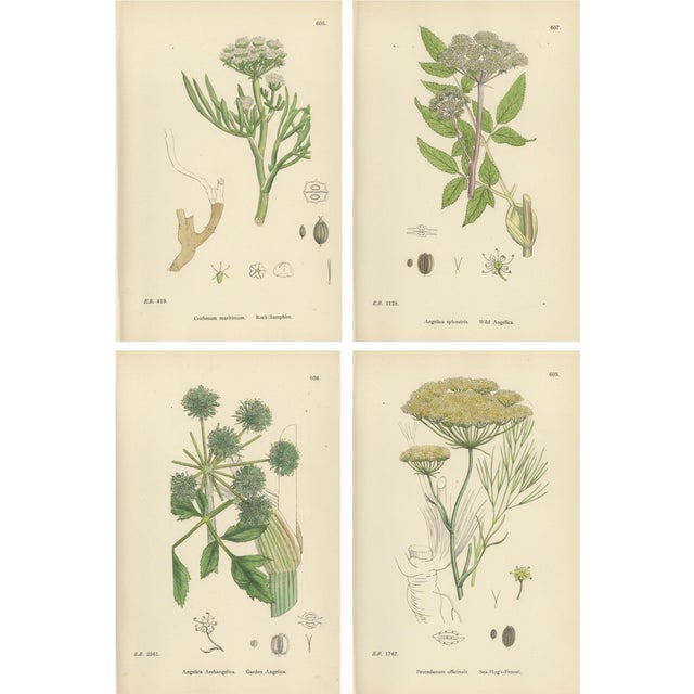 Sowerby, Herbs with Soft Green Palette, 1902, Prints, Set of 4 For Sale