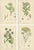 Sowerby, Herbs with Soft Green Palette, 1902, Prints, Set of 4 For Sale