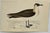 Antique Hand Tinted Bird Print From England Featuring a Brown & White Pomerine Skua - Circa 1888. Print measures 7 1/4” W...