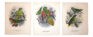 Antique 19th Century Lithographs - Parrots - Set of 3