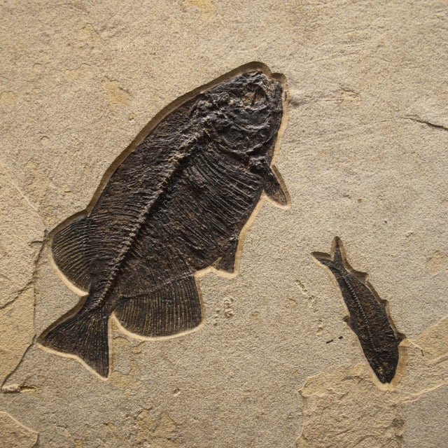 15th Century & Earlier Fossil Fish Mural 8016gm From the Green River Formation, Wyoming For Sale - Image 5 of 5
