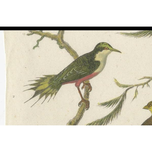 Longman, Hurst, Rees, Orme, & Brown, Ornithology Illustration, 1811, Hand-Colored Print For Sale - Image 4 of 6