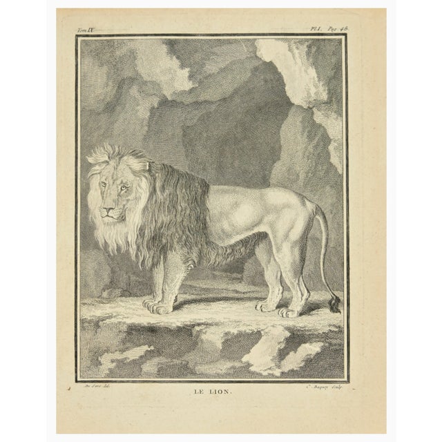 The lion is an etching realized by Jean Charles Baquoy in 1771. The artwork Belongs to the suite "Natural, general and...