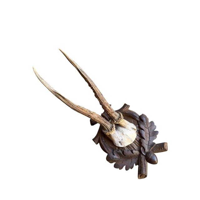 Roe Deer Trophy 112 Black Forset Antlers For Sale - Image 4 of 5