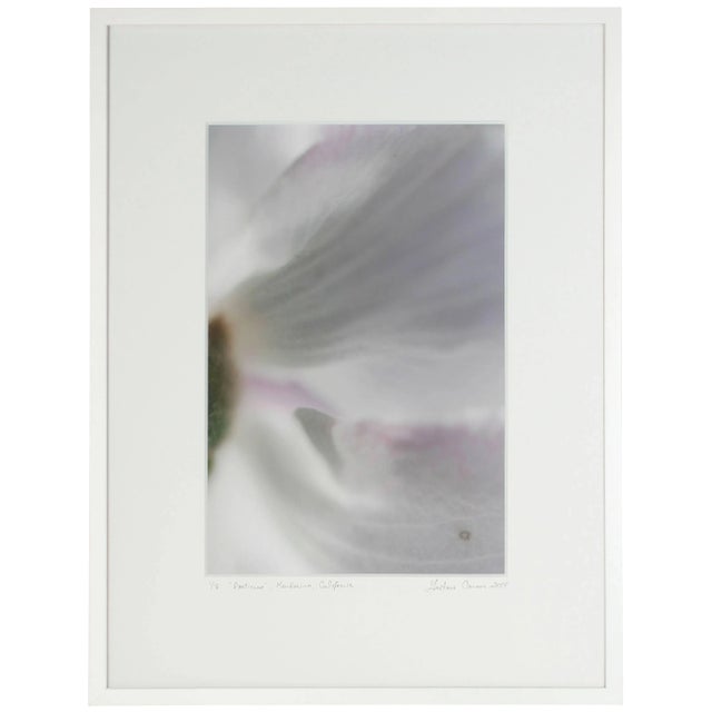 Please allow at least 14 days for printing and framing before a piece is shipped. Entitled "Poeticus", this 2014 archival...