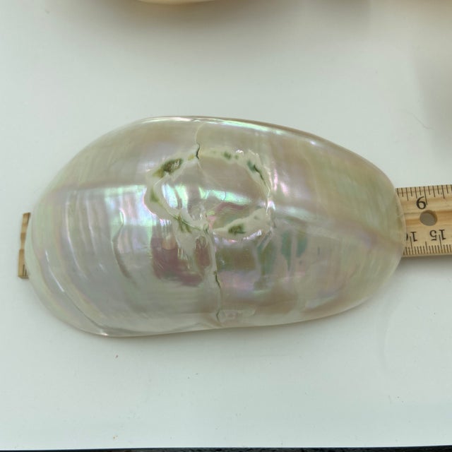 Late 20th Century Caviar Mother of Pearl Bowls - 12 pcs For Sale - Image 11 of 12