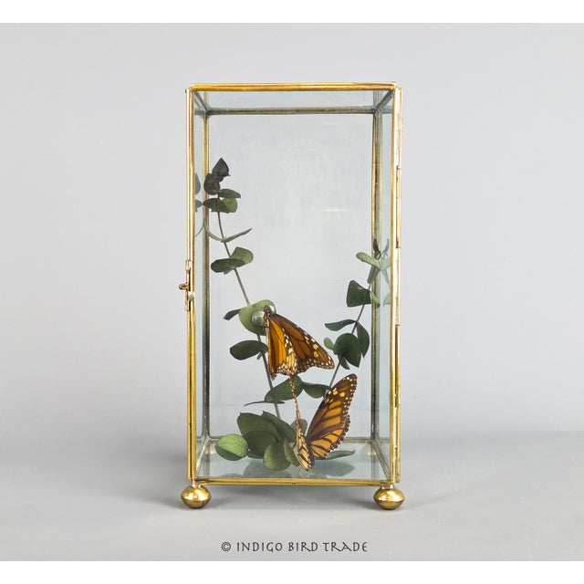 Vintage Centerpiece Real Monarch Butterflies Taxidermy in the Glass Curio Cabinet Case For Sale - Image 4 of 8