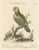 Large Green Parrot of the West Indies, 1749, Engraving on Paper For Sale - Image 6 of 6