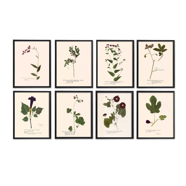 English Antique Botanical Set in Oxblood - Set of 8 16" X 20" For Sale - Image 3 of 11