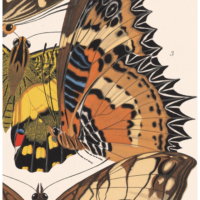 Contemporary Papillons (Butterflies) Plate 9 Giclee Reproducion Art Print by Emile Allian Séguy For Sale - Image 3 of 4